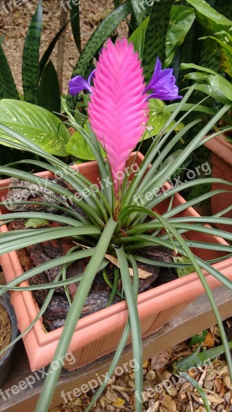 Exotic Bromeliad Exotic Plant Purple Rosa