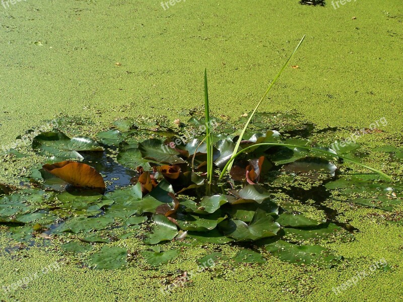 Duckweed Pond Green Nature Water