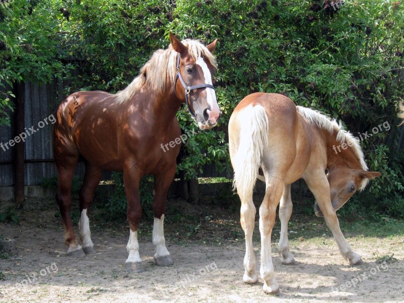 Horse Mare A Foal Koník Chick