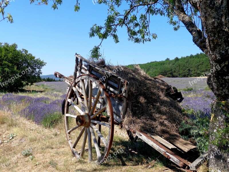 Lavender Sault Provence Vaucluse Summer