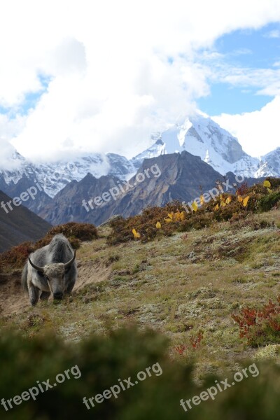 Nepal Himalayas Yak Free Photos