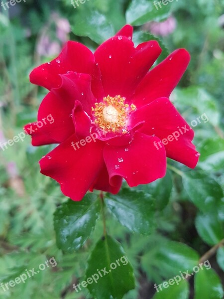 Rose Red Rose Flowers Free Photos