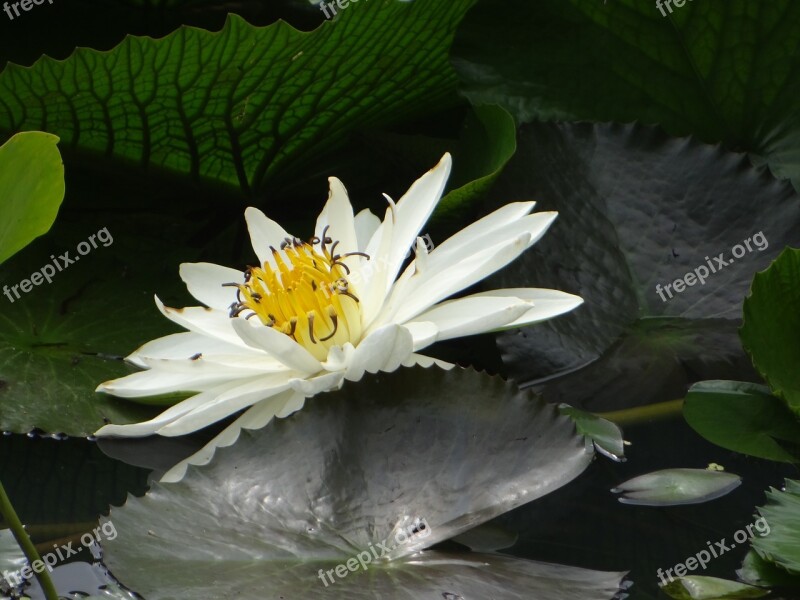 Lotus Flower Pond Plant Bloom