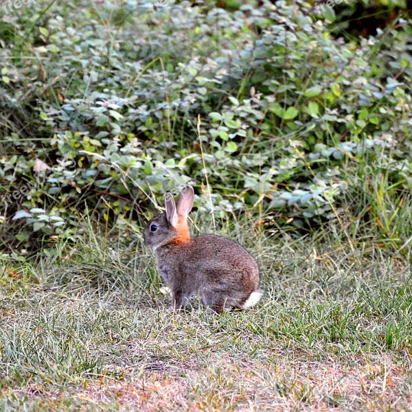 Hare Ears Mammal Nature Long Eared