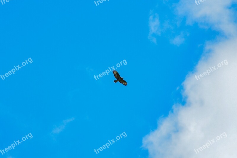 Bird Buzzard Predator Wildlife Nature