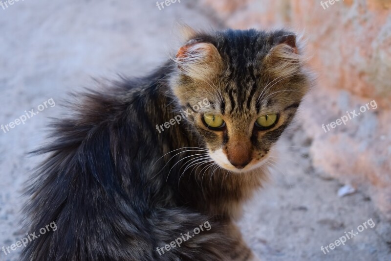 Cat Stray Eyes Looking Homeless