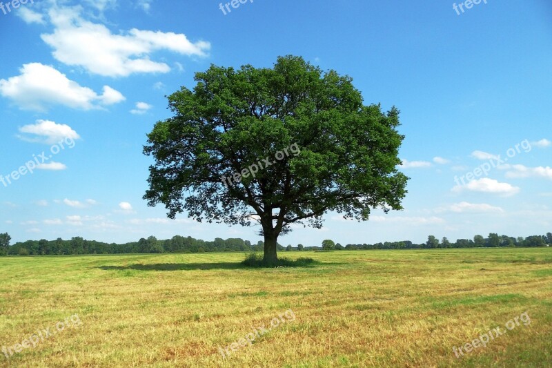 Tree Landscape Nature Sky Meadow