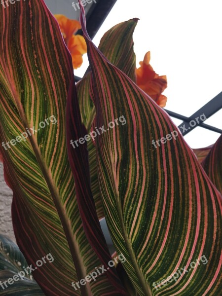 Flowers Nature Canna Orange Flower Floral