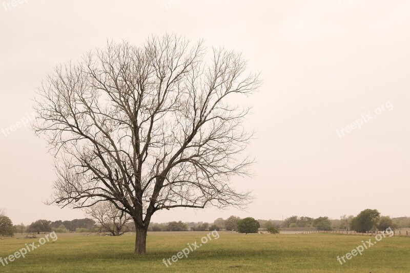 Tree Field Branch Meadow Spring