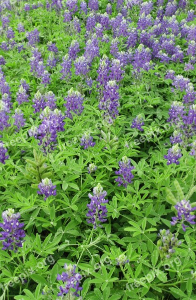 Blue Bonnets Field Spring Texas Nature