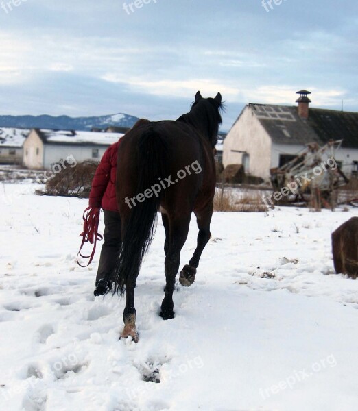 Horse Mare Stallion Portrait A Walk