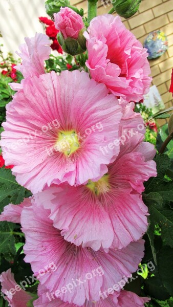 Pink Hollyhock Flower Free Photos