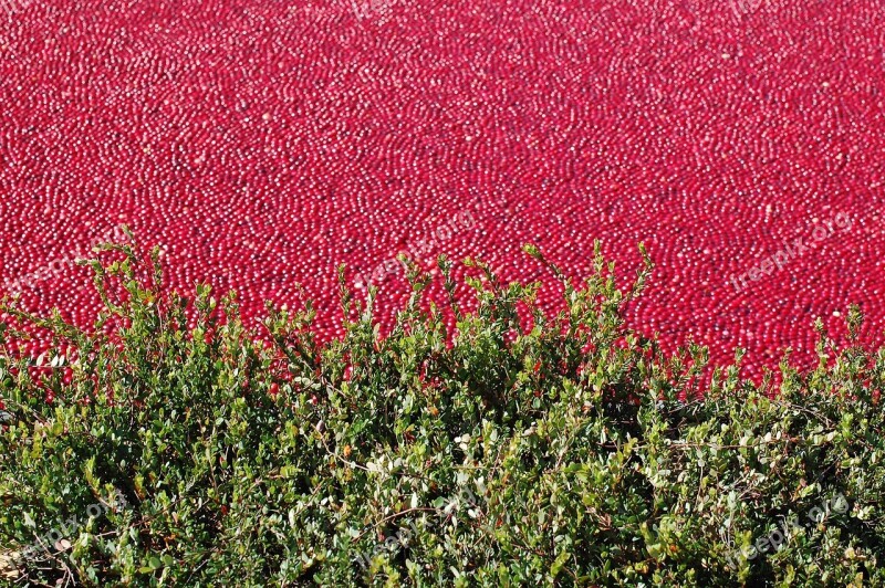 Cranberry Bog Cranberry Healthy Organic Bog-berry