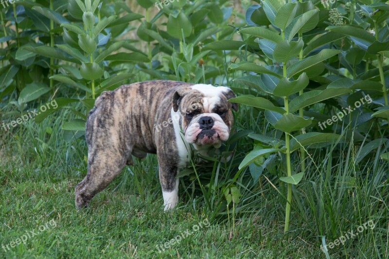 Bulldog Pet Animal Walk English Bulldog