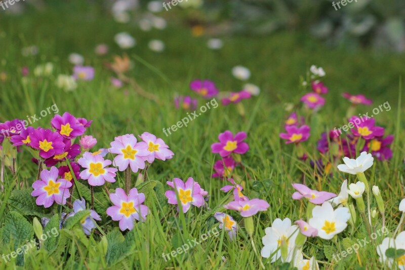 Flowers Spring Primrose Colors Nature