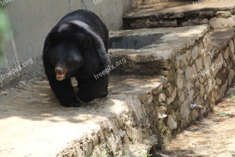 Black Bear Indian Bear Omnivore Asiatic Bear Himalayan Bear