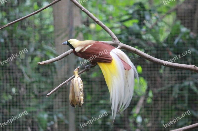 Bird Of Paradise Safari Branches Free Photos