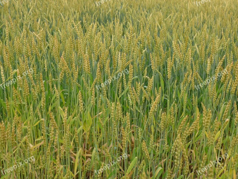 Wheat More Too Wheat Fields Free Photos