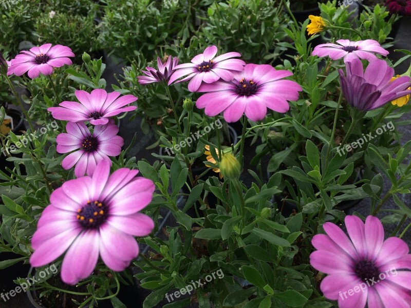 Flower Plant Pink Flower Blossom Bloom