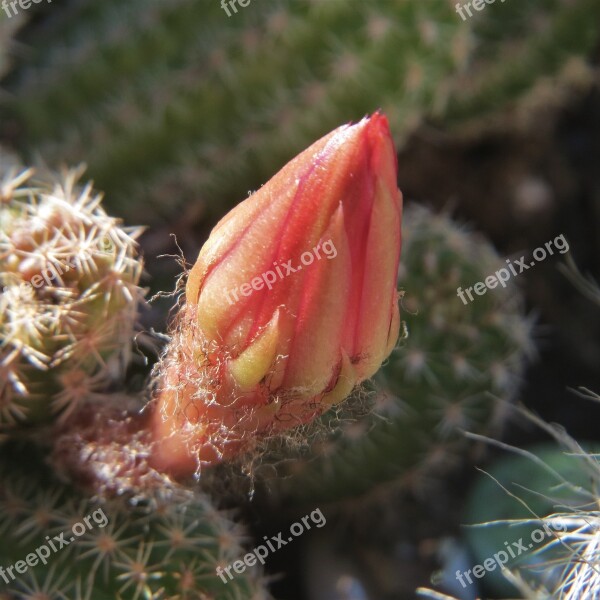 Cactus Flower Bud Red Succulent Free Photos