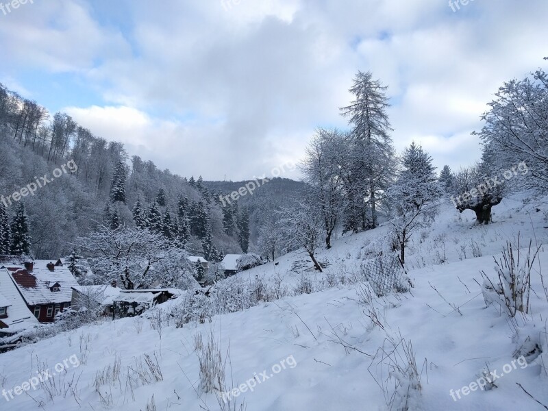 Winter Snow Wintry Forest Nature