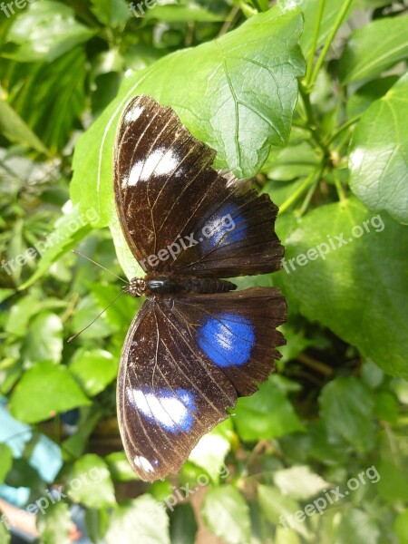 Butterfly Blue Points Insect Blue Tropical Butterfly