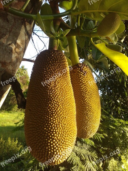 Jackfruit Fruit Thailand Fruit Tree Plant