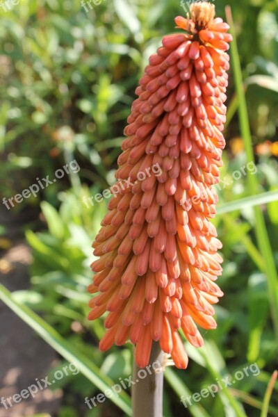 Kniphofia Red Hot Poker Flower Plant Garden