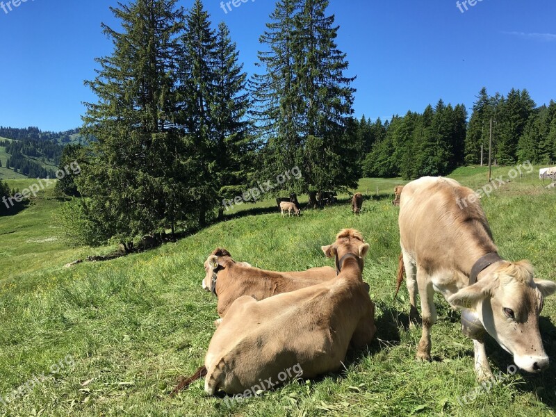 Allgäu Cows Alm Scheidegg Oberstaufen