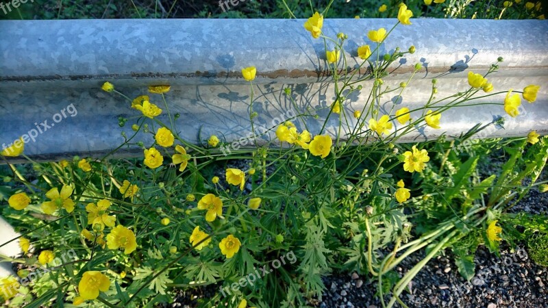 Flowers Yellow Flowers Buttercups Midsummer Summer