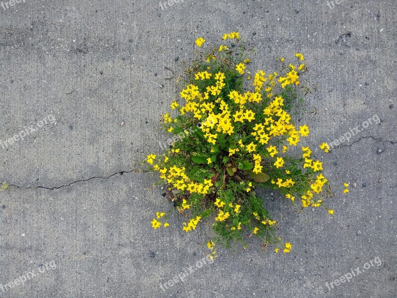 Force Flowers Nature Concrete Plant