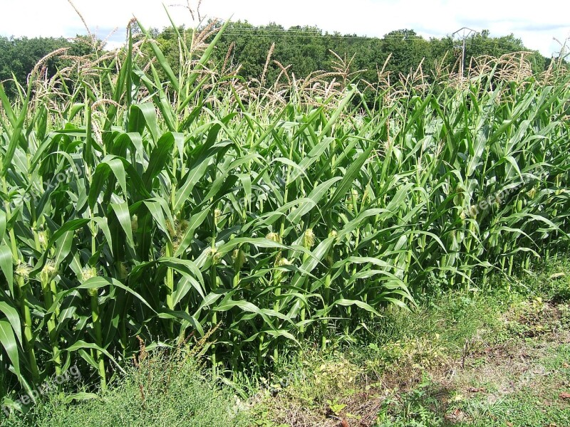 Field Spikes Corn Cereals Agriculture