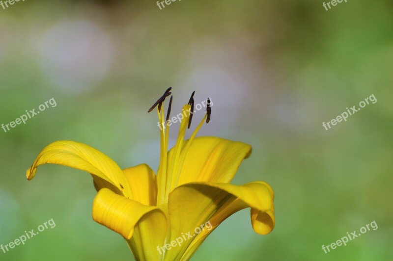 Lily Flower Iris Blossom Bloom