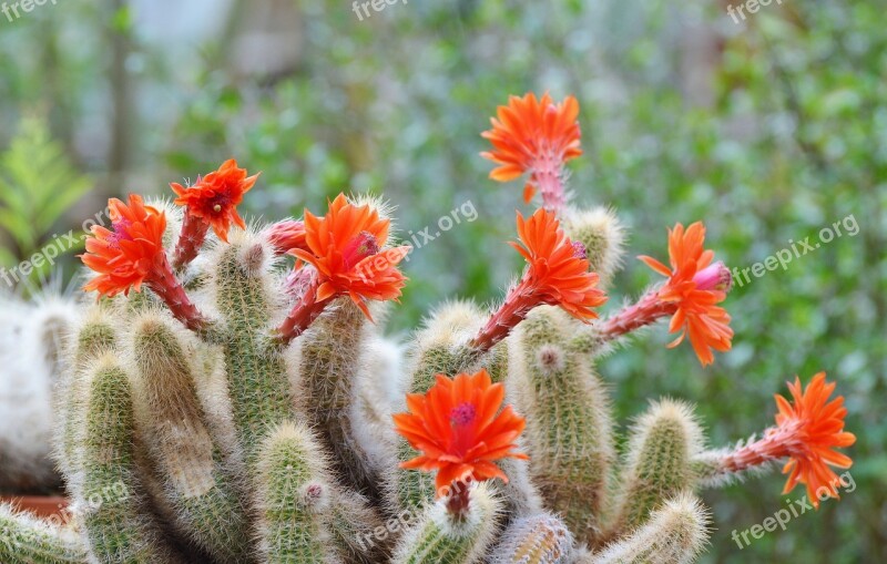 Cactus Spur Flowers Bloom Green