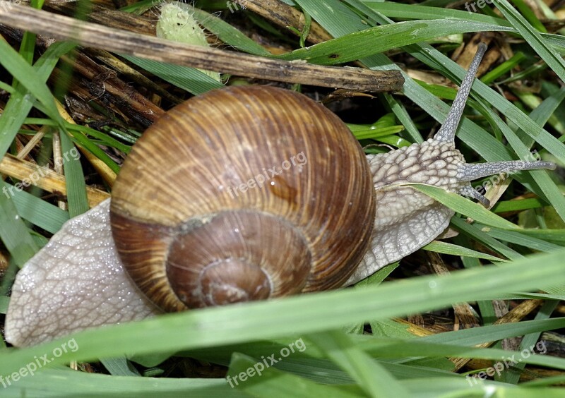 Snail Winniczek Grass Natural Nature