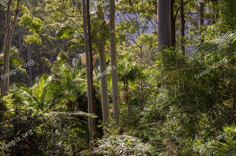 Rain Forest Forest Gum Trees Eucalypts Palms