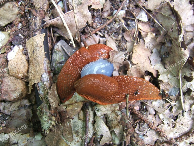 Slug Slugs Love Reproduction Coupling