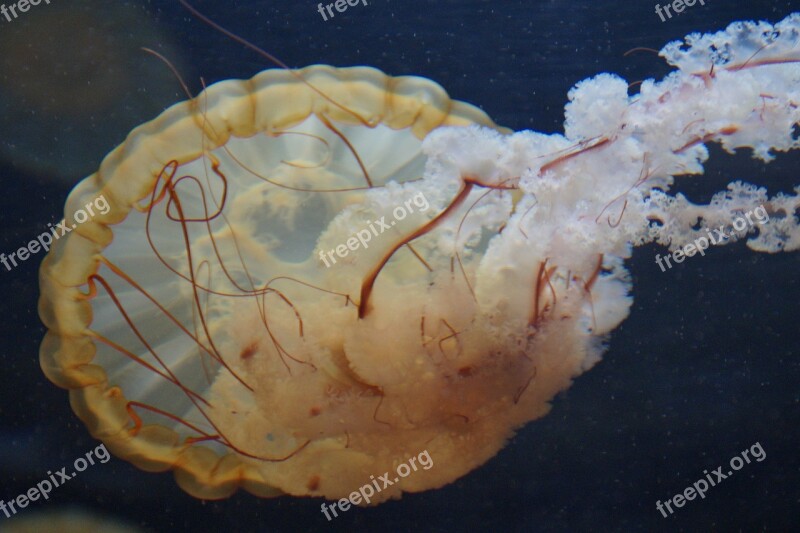 Jellyfish Mollusk Fluorescent Fluoresce Aquarium