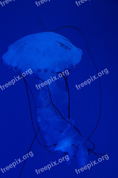 Jellyfish Mollusk Fluorescent Fluoresce Aquarium