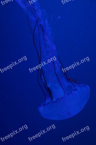 Jellyfish Mollusk Fluorescent Fluoresce Aquarium