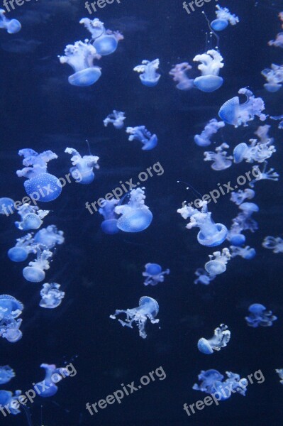 Jellyfish Mollusk Fluorescent Fluoresce Aquarium