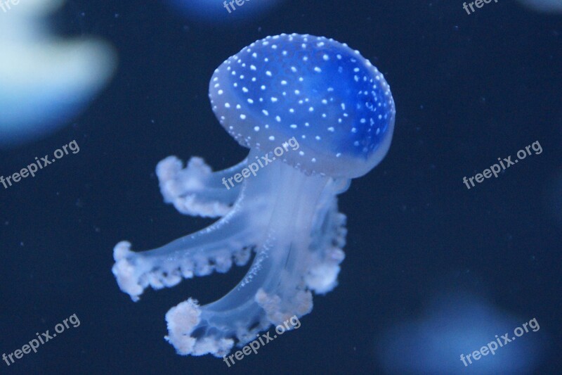 Jellyfish Mollusk Fluorescent Fluoresce Aquarium