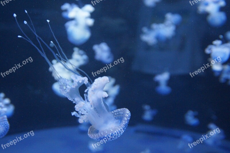 Jellyfish Mollusk Fluorescent Fluoresce Aquarium