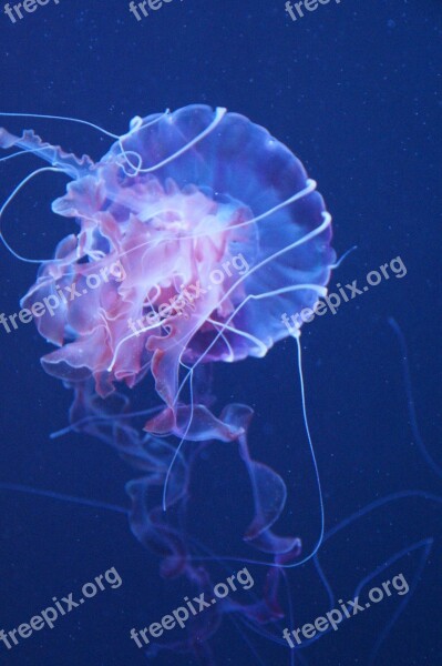 Jellyfish Mollusk Fluorescent Fluoresce Aquarium