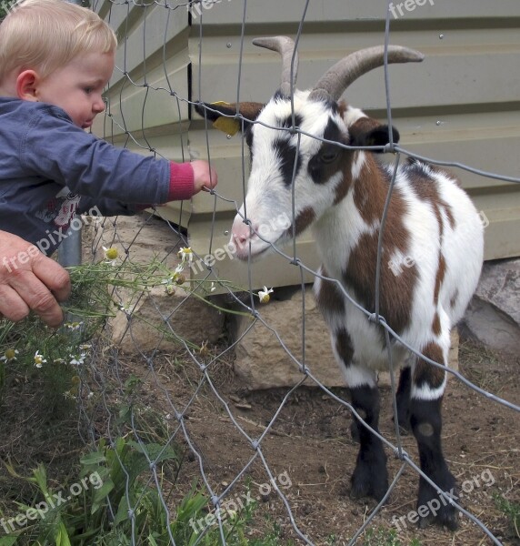 Goat Kid Small Child Fence Small Goat