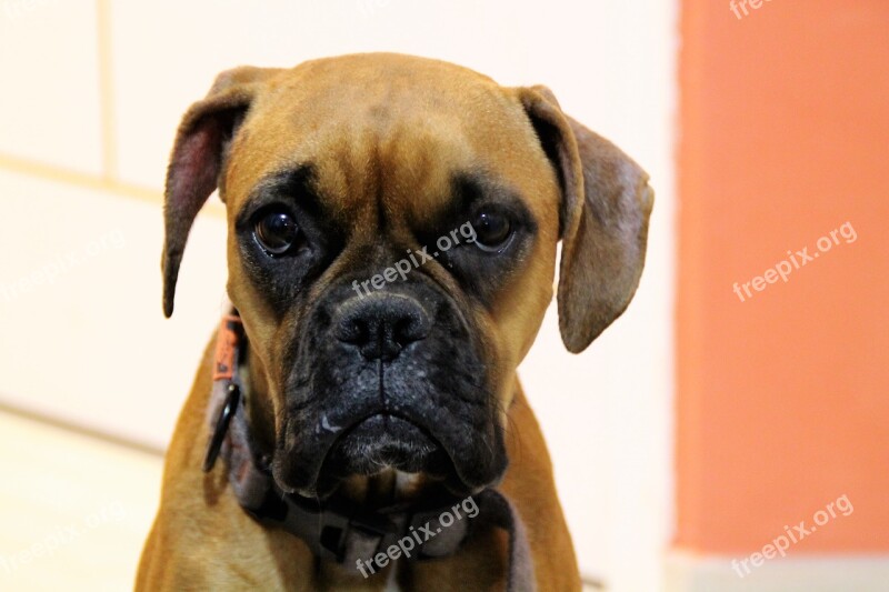 Dog Boxer Sad Free Photos