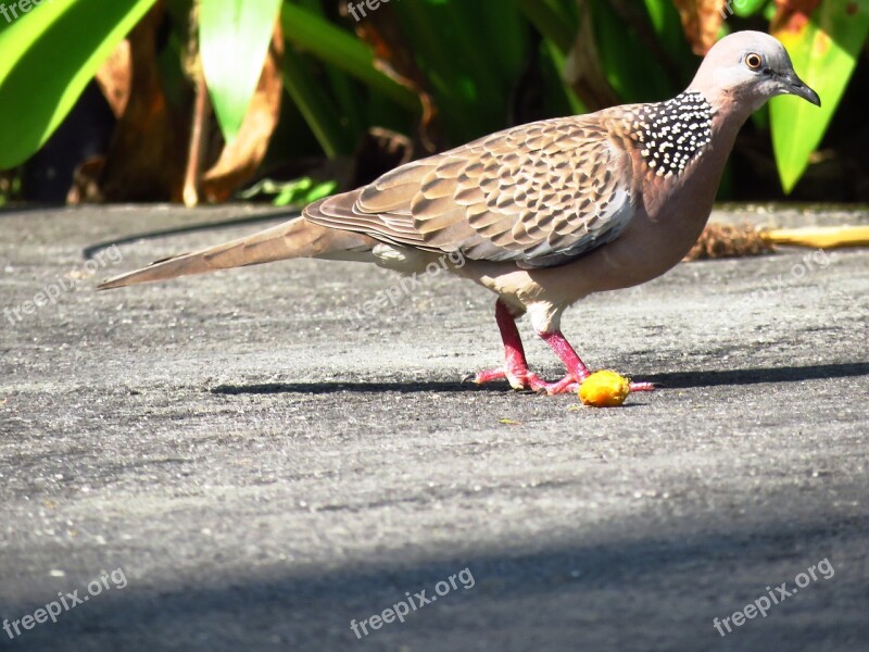 Dove Spotted Dove Pigeon Bird Feed