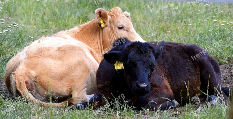 Beef Calf Young Meadow Agriculture