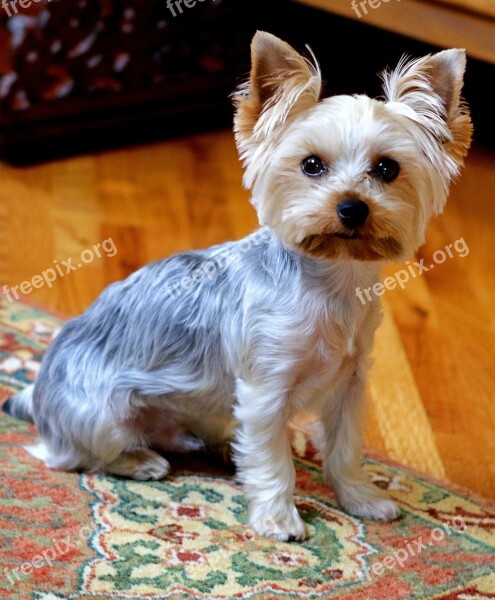 Yorkie Dog Cute Animal Terrier