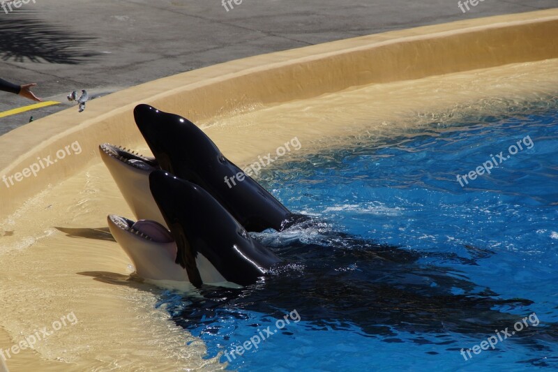 Orka Killer Whale Killer Begging Foot